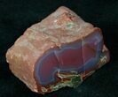 Vibrantly Colored Yellow Cat Petrified Wood - Wyoming #12198-2